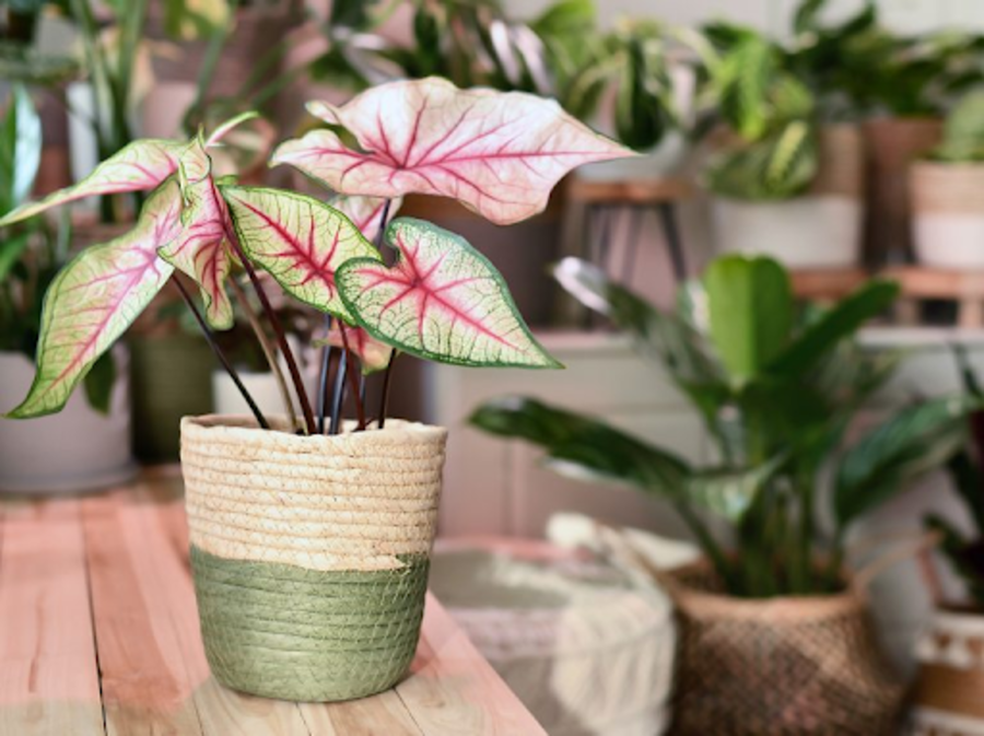 Cây Caladium là gì?